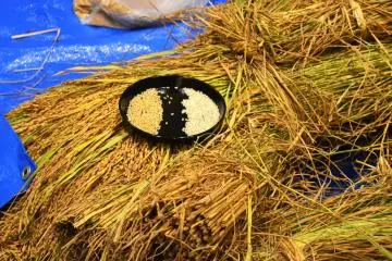 Le riz nouveau à Niigata