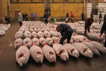 Tsukiji tuna auction about to begin (Photo: <a href="https://ur.wikipedia.org/wiki/%D9%81%D8%A7%D8%A6%D9%84:Tsukiji_Fish_market_and_Tuna_edit.jpg" target="_blank" rel="noreferrer noopener nofollow">User:Fisherman / CC BY-SA 3.0</a>)