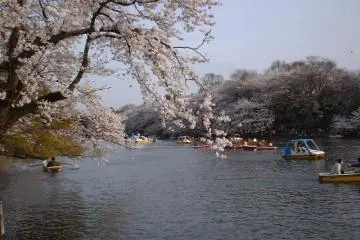 Photo: <a href="https://tr.wikipedia.org/wiki/Inokashira_Park%C4%B1#/media/Dosya:Blossom_over_water1.JPG" target="_blank" rel="noreferrer noopener nofollow">J. Petersen</a> / <a href="https://creativecommons.org/licenses/by-sa/3.0/deed.en" target="_blank" rel="noreferrer noopener nofollow">CC BY-SA 3.0</a>
