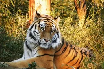 Tama Zoological Park