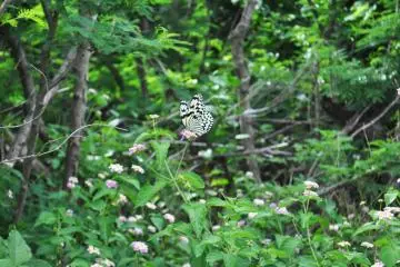 One of the many butterflies we saw while walking down the path to the beach. (Photo: Michelle Madden)