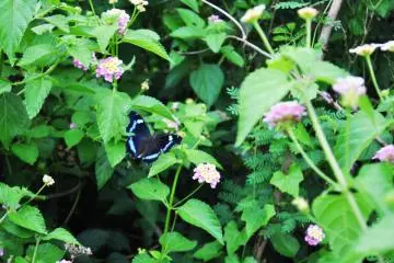 I loved the colour of this butterfly. I had to be careful not to make any noise while trying to take a photograph. (Photo: Michelle Madden)