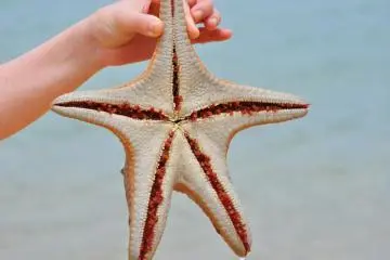 A big starfish we found in the shallow water. Its feet look like little mushrooms. (Photo: Michelle Madden)
