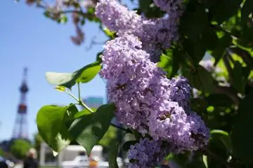 Sapporo in full bloom