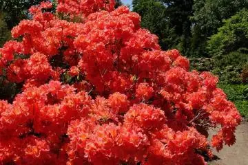 The Botanical Gardens of Sapporo