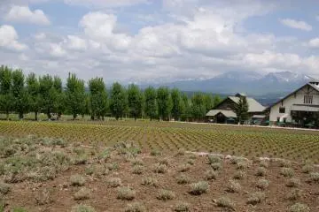 The lavender isn`t quite ready