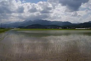 Wet rice cultivation in Hokkaido