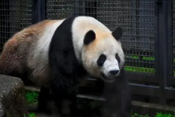 Pandas are most people's favourites. This one seemed a bit disinterested, maybe it was the rain. (Photo: Michelle Madden)