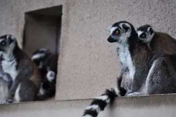 Ring-tailed lemurs sitting out of the rain. (Photo: Michelle Madden)