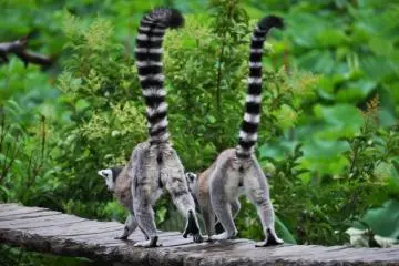 The ring-tailed lemurs were my absolute favourite. (Photo: Michelle Madden)