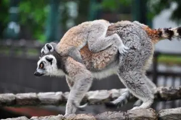 Two of the lemurs had babies they were carrying around on their backs. (Photo: Michelle Madden)