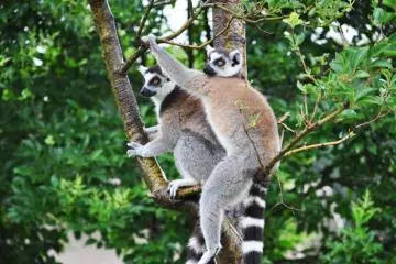 There was a strong sense of community. The lemurs always moved around as a group. (Photo: Michelle Madden)