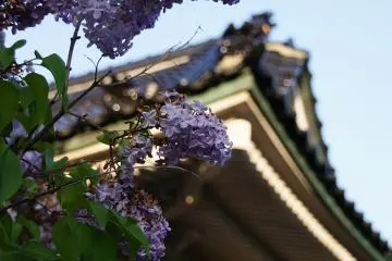 Turns out that Hakodate is quite a lovely place