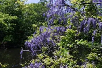 Fallen beauty