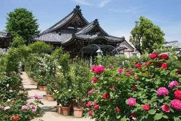 Kashihara