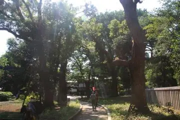 Gallery image