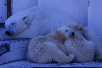 Maruyama Zoo