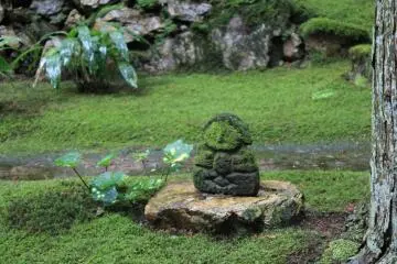 The depth of the moss is testament to the purity of nature in Seiyo (Photo: Agustín Morales)