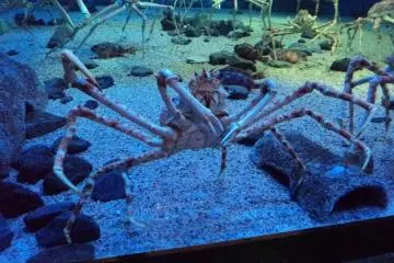 Osaka Aquarium (Kaiyūkan)