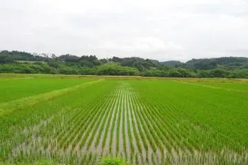 Rice fields along the road to Kumano Shrine Bishamondo. (Photo: Mifthanzi Ariana Sarashanti)