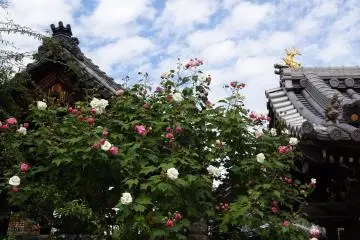 Ofusa Kannon Temple