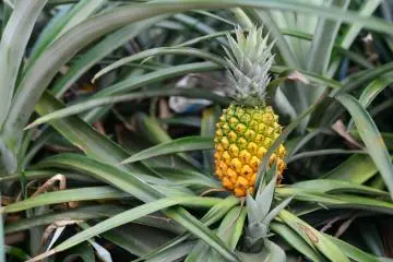 Pineapple