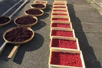 Pickled plum (umeboshi) making experience