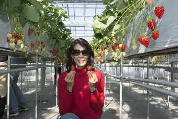 Strawberry Picking in Nakajima Park
