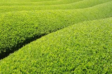 Japanese Tea Tour in Wazuka