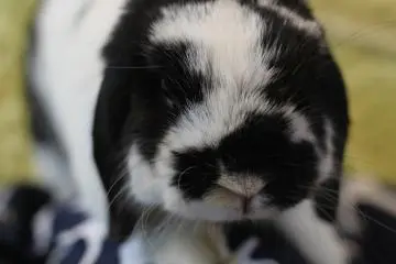 Ra.agf: Rabbit and grow fat  [ปิด]