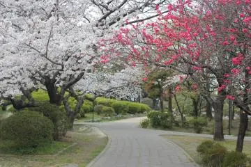 Sakura in Suijyou Koen