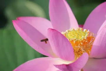 See this lotus during early Summer in gyoda at Kodihasu no Sato