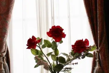 Roses (Photo: Erika Clark )
