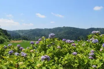 Tokamachi Ajisai Park