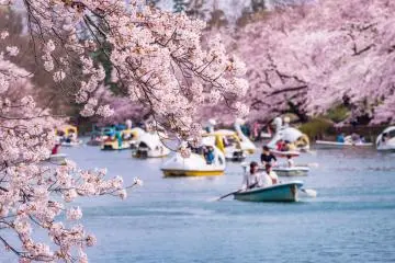 Best Places to See Cherry Blossoms in Japan (2026)