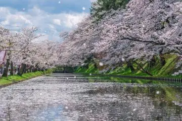 Hirosaki castle moat  (Photo: <a href="https://en.japantravel.com/news/2020-cherry-blossom-forecast/61050" target="_blank" rel="noreferrer noopener nofollow">Serena Ogawa</a> / JT)