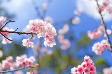 Yaese cherry blossom (Photo: <a href="https://www.flickr.com/photos/im-yanghai/12273086433" target="_blank" rel="noreferrer noopener nofollow">Hai Yang (CC BY-SA 2.0)</a>)