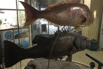 Oki Nature Museum