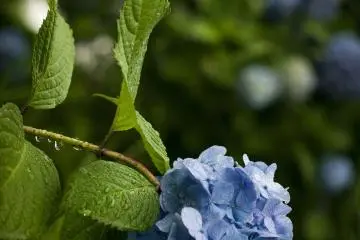 Hydrangeas are dotted around the place, giving a spark of colour to the green landscape.