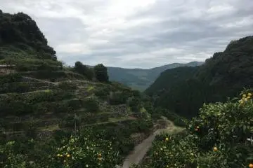Fruit Picking Fun in Kumamoto