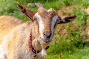 There are a few old goats just next door to the courtyard, providing something to watch as you slurp.