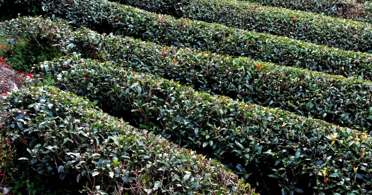 畑 Shizuoka's Green Tea - Shizuoka City, Shizuoka - Japan Travel