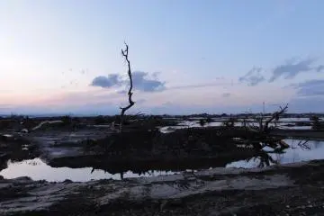 A solitary tree remains standing in the aftermath  (Photo: <a href="https://bosaikanko.jp/my03_sendai_wakabayashi/%e6%9d%b1%e5%8c%97%e5%a4%a7%e5%ad%a6%e7%a0%94%e7%a9%b6%e8%80%85%e3%81%ab%e3%82%88%e3%82%8b%e9%9c%87%e7%81%bd%e5%86%99%e7%9c%9f-90/" target="_blank" rel="noreferrer noopener nofollow">Tohoku University Disaster Control Research Center</a>)