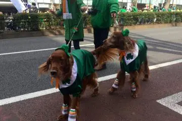 St. Patrick's Day 2019 