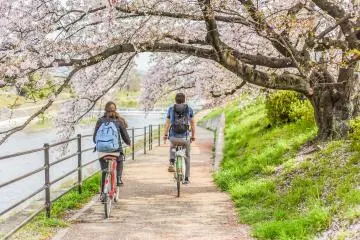 Riverside cycling ride under the cherry blossom (Photo: weniliou / Shutterstock.com)