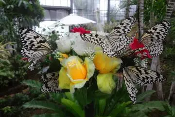 Ryugujo Butterfly Garden