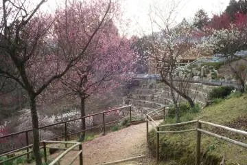 Plum blossoms on Ishiyama-dera grounds