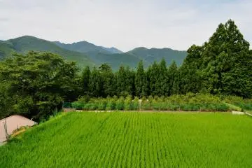 Rice fields near one of the trail's starting point. (Photo: Virginia González)