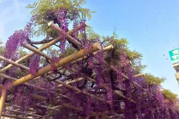 Kasukabe Wisteria Festival 