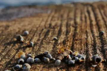 The waves filled the shore with tiny sea snails. (Photo: Virginia González)